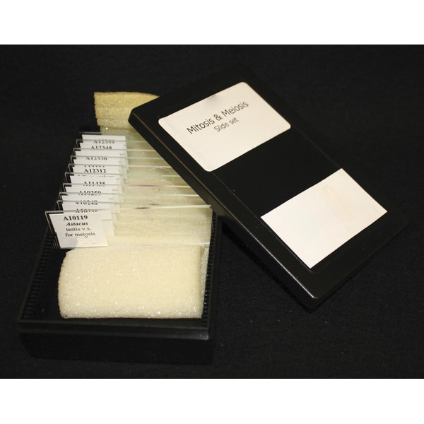 Mitosis & Meiosis Set, Microscope Slides