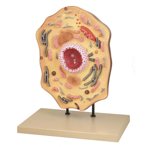 Animal Cell