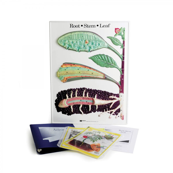 Root Stem & Leaf Model Activity Set