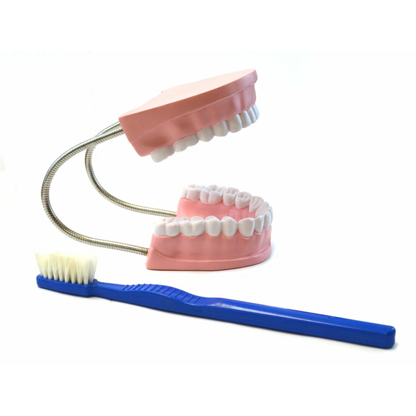 Dental Care Model