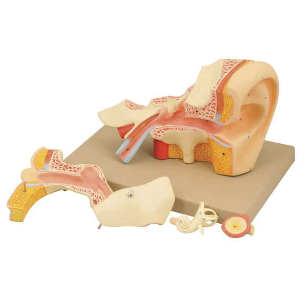 Ear Model(Left)