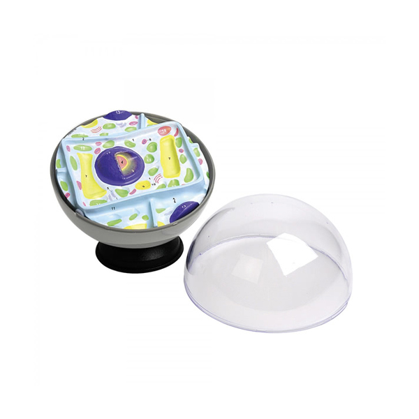 Plant Cell Model