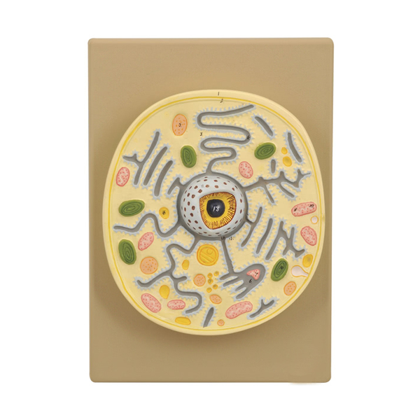 Plant Cell Model