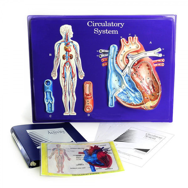 Circulatory System Model Activity Set