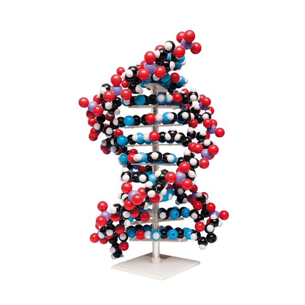 Molecular model kit, Ten layer DNA