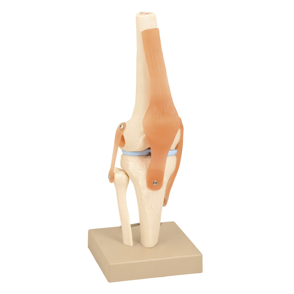 Knee Joint Model (Human)