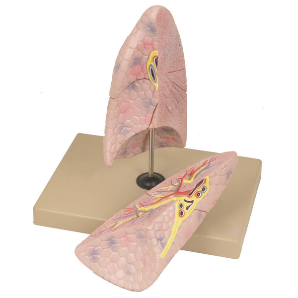 Lung (right) Model