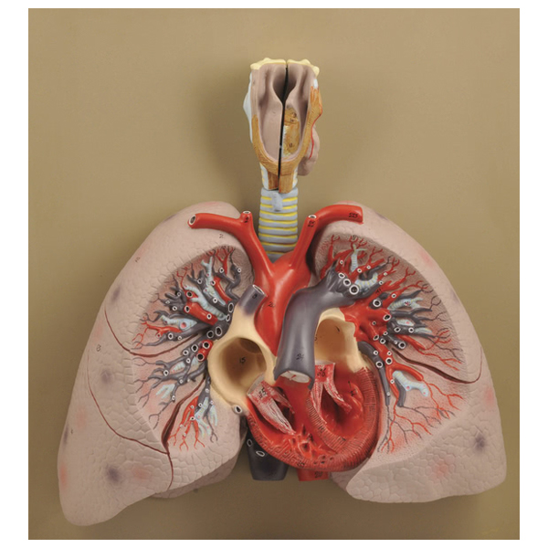 Lungs & Larynx Model