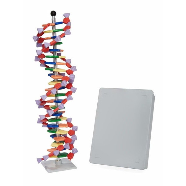 Molecular model, Mini DNA 22 layer base pair