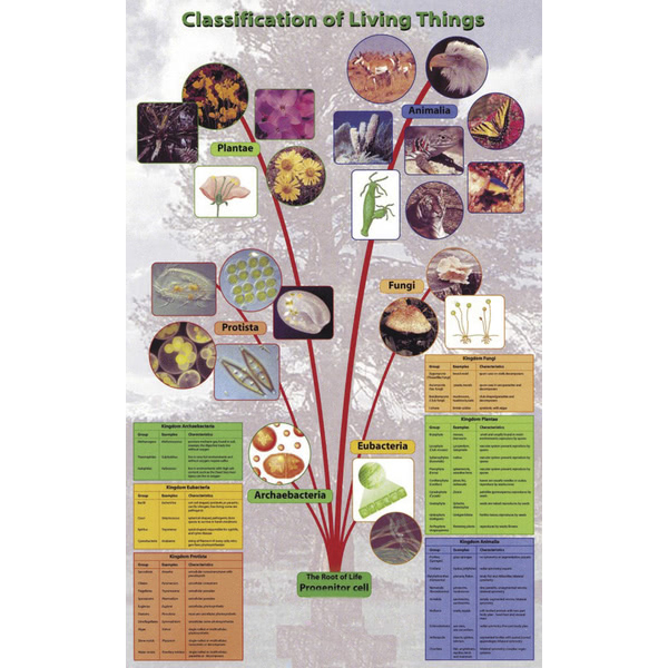 Classification of Living Things (Laminated) Poster