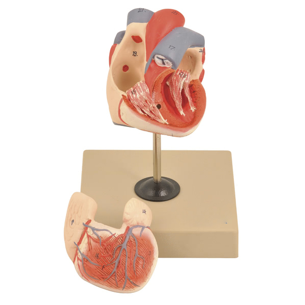 Heart Model- 2 parts