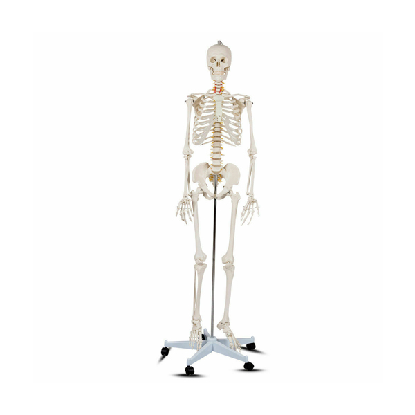 Skeleton Model with Frame