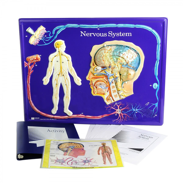 Nervous System Model