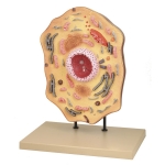 Animal Cell